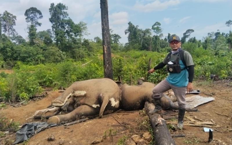 Dua Gajah Ditemukan Mati, Kapolda Bengkulu Perintahkan Jajarannya Selidiki Penyebab Kematian